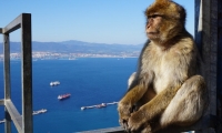 1 day trip to Gibraltar with departure from Armação de Pera